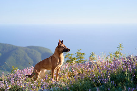 Malinois standing in a lavender fieldの写真素材