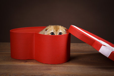 Golden kitten peeking from gift boxの写真素材