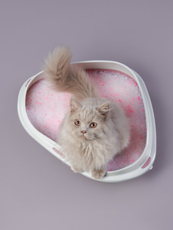 A fluffy long-haired cat sitting gracefully in a basket filled with pink granulesの写真素材