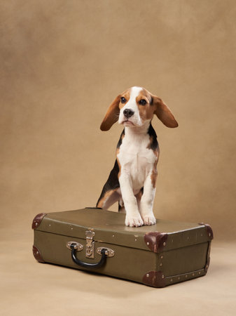 Beagle on suitcaseの写真素材