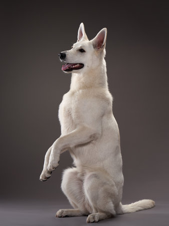 White dog sitting upright in studio
