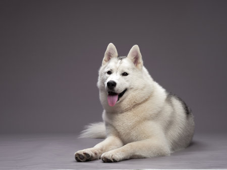 Relaxed Husky lying downの写真素材