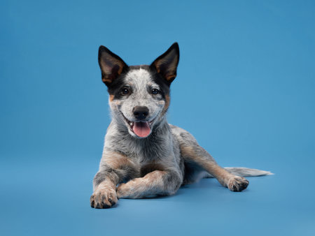 Blue heeler lying playfully on blue backdropの写真素材