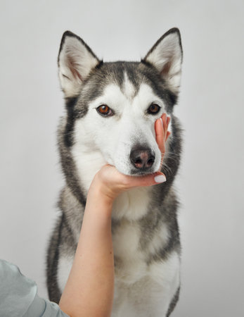 Husky close upの写真素材