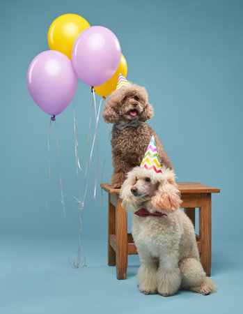 Two poodles celebrating with balloons