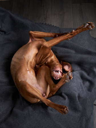 Vizsla rolling playfully on a black fabric backgroundの写真素材