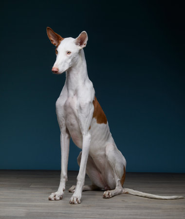 Ibizan Hound Standing on Dark Floorの写真素材