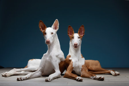 Ibizan Hounds Relaxing in Studio Setupの写真素材