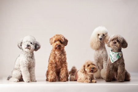 Group of Three Poodles Sitting Together