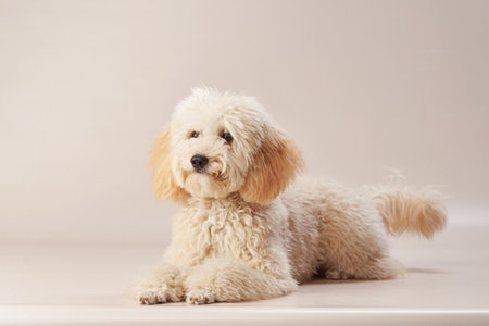Cream Poodle Lying on a Light Surface