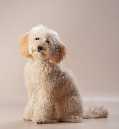 Cream Poodle Sitting in a Soft Light Settingの写真素材
