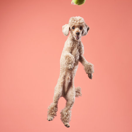 Poodle jumping high to catch a ball