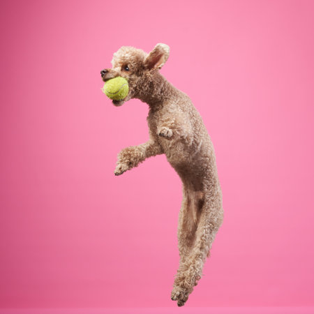 Poodle in mid-leap with pink backgroundの写真素材