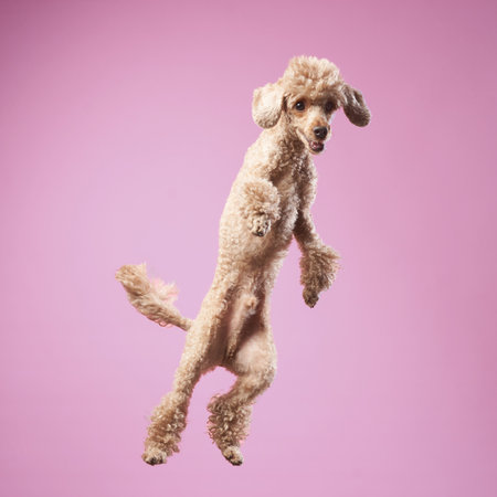 Poodle leaping with joy against a pink backdropの写真素材