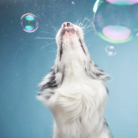 Border Collie Watching Floating Bubblesの写真素材