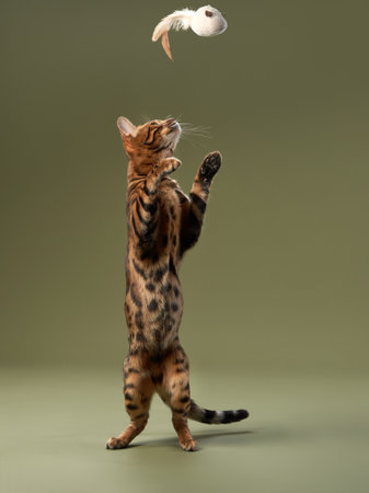 Bengal cat jumping to catch a toyの写真素材