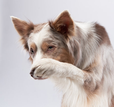 Border Collie covering its nose in a studioの写真素材