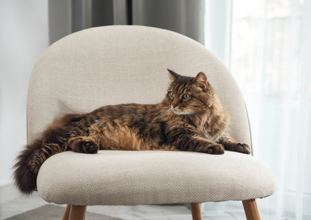 Tabby cat lounging by windowの写真素材