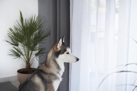 Husky watching out the window quietlyの写真素材