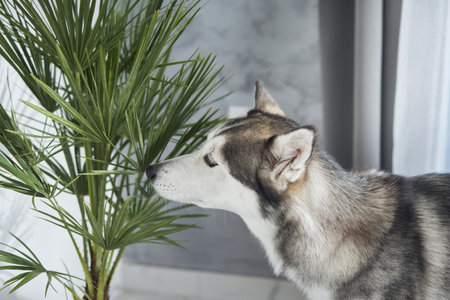Husky exploring plant indoors near windowの写真素材