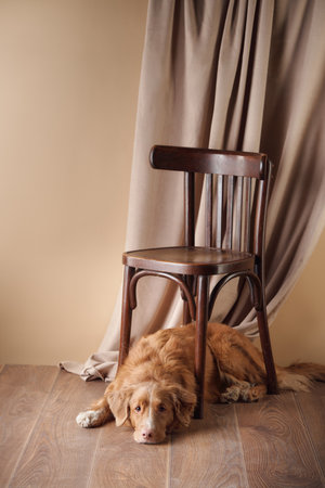 Nova Scotia Duck Tolling Retriever under wooden chair with draped backgroundの写真素材