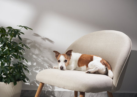 Jack Russell lying back on modern chair