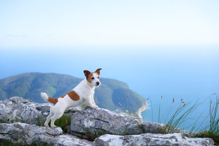 Jack Russell posing on mountain edgeの写真素材