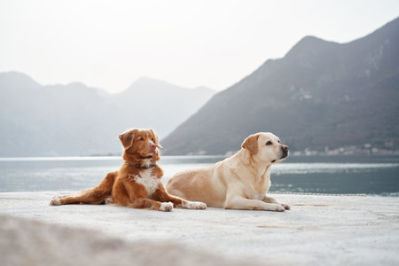 Relaxed dogs on the pierの写真素材