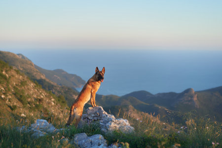 Malinois standing on rocky terrainの写真素材