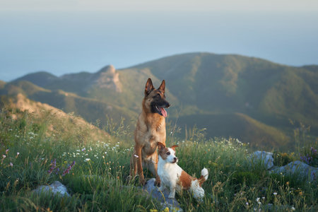 Two dogs enjoying mountain viewの写真素材