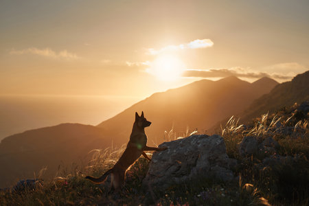 Malinois looking over sunrise landscapeの写真素材
