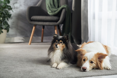 Dogs laying near window