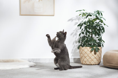 Cat standing on rug with raised paw