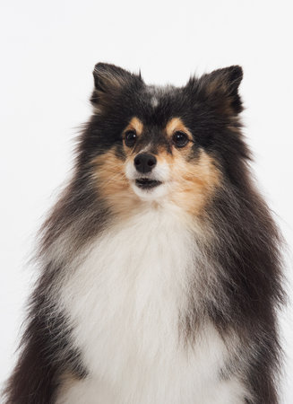 Shetland Sheepdog close-up portraitの写真素材