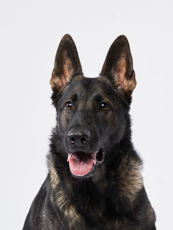 German Shepherd portrait on white background