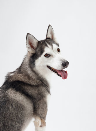 Sitting Siberian Husky profile