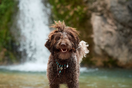 Happy dog with curly fur near streamの写真素材