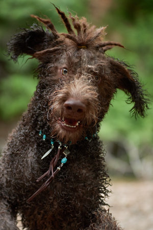Lagotto Romagnolo wet close face portrait