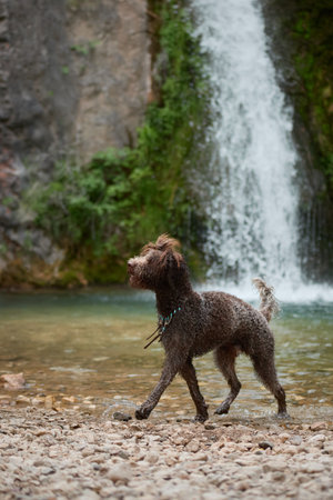Lagotto Romagnolo small jump near rocksの写真素材