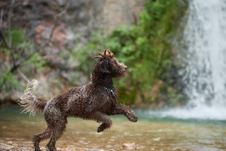Lagotto Romagnolo jumping near waterfallの写真素材