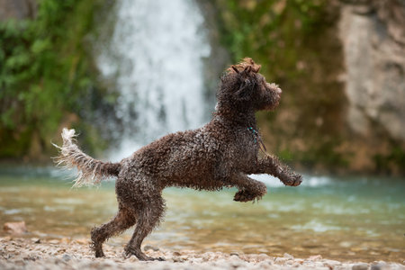 Lagotto Romagnolo running in shallow streamの写真素材