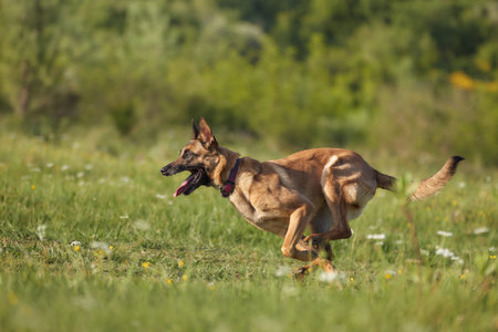 Dog running in a fieldの写真素材