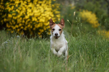Terrier posing in grassy gardenの写真素材