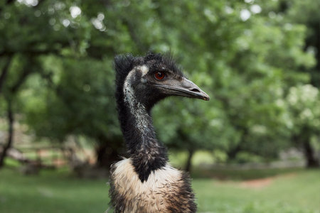 Emu with alert gaze