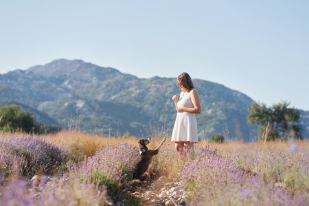 Dog and girl walking in lavender fieldの写真素材