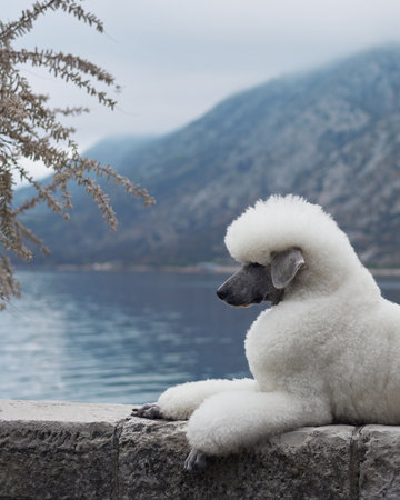White Poodle resting on a stone wall by the lakeの写真素材