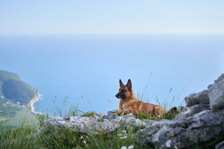 Malinois enjoying mountain breezeの写真素材