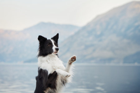 Border Collie on hind legs by the lakeの写真素材