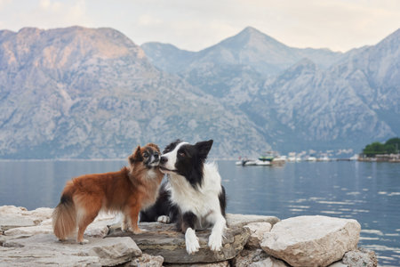 Two dogs playing on a stone pier near the waterの写真素材