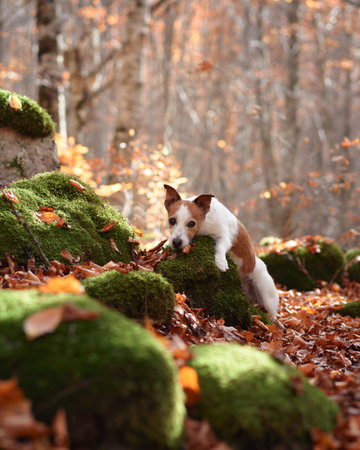 Jack Russell Terrier on mossy logの写真素材